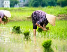 Rice Field