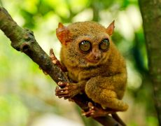 Tarsier