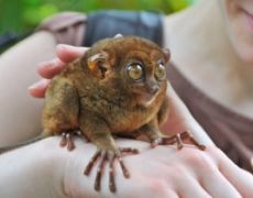 Tarsier