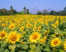 Sunflower Field