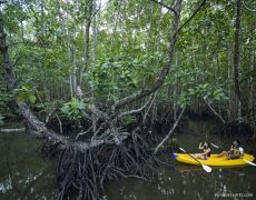 El Nido Mangroves