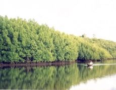 El Nido Marsh