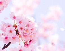 Cherry Blossoms