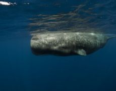 Sperm Whale Watching