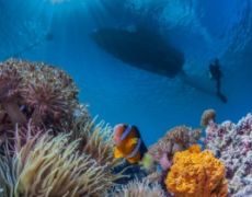 Underwater Reef