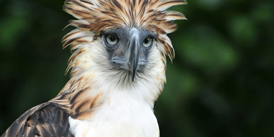 Philippine Eagle Tour